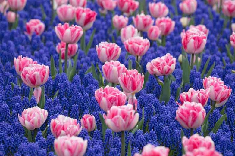 Tulipa 'Foxtrot',Tulip 'Foxtrot', Double Early Tulip 'Foxtrot', Double Early Tulips, Spring Bulbs, Spring Flowers, Tulipes Double Hatives, Pink Tulip