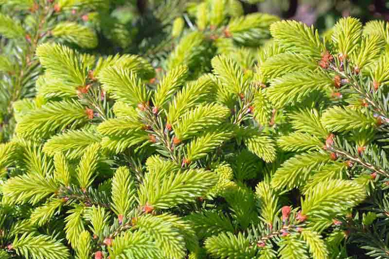 Picea abies 'Nidiformis', Norway Spruce 'Nidiformis', Nidiformis Norway Spruce, Bird's Nest Spruce, Evergreen Conifer, Evergreen Shrub, Small Conifer,