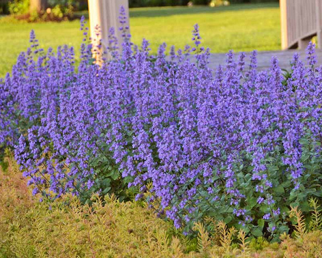 Nepeta 'Six Hills Giant', Catmint 'Six Hills Giant', Nepeta Faassenii 'Six Hills Giant', Faassen's catmint, Nepeta X faassenii, Nepeta faassenii, blue flowers, violet flowers, lavender flowers