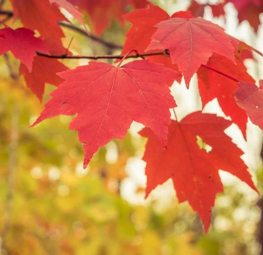 Acer rubrum, Red Maple, Scarlet Maple, Swamp Maple, Canadian Maple, Tree with fall color, Fall color, Red Leaves, Red Autumn Leaves, Attractive bark Tree