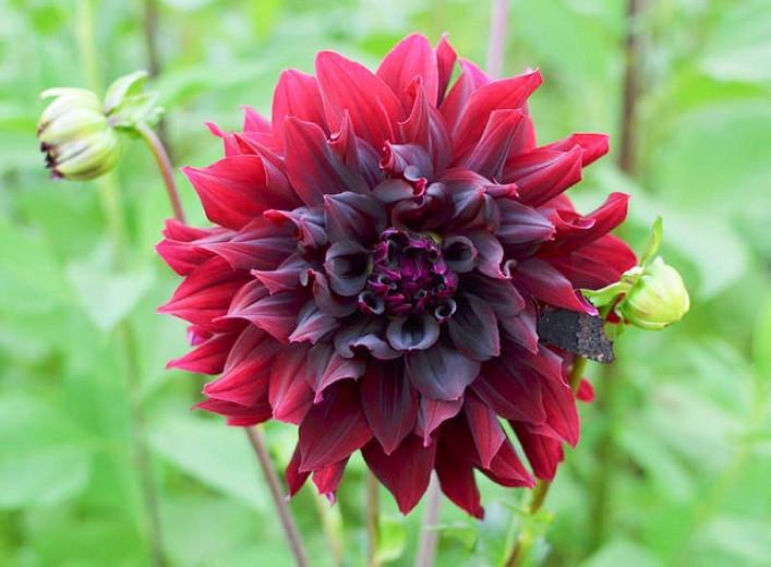 Dahlia 'Rip City'