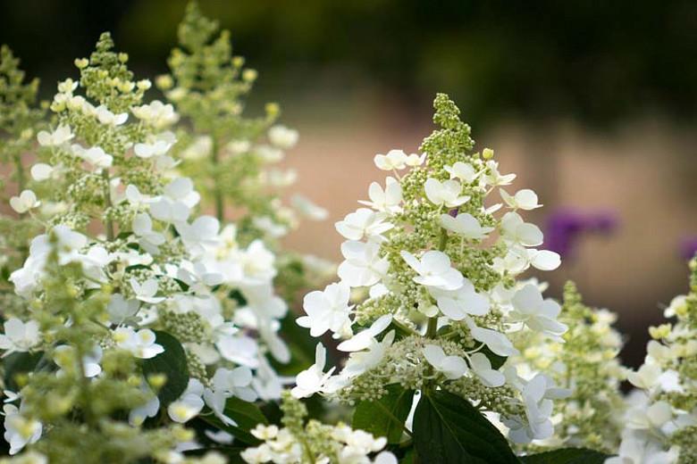 Hydrangea paniculata 'Tardiva'