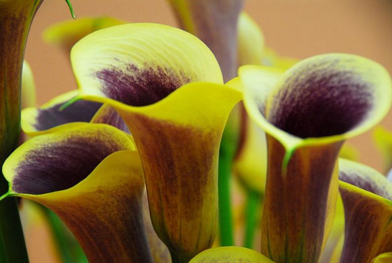 Zantedeschia 'Captain Chelsea, Calla Lily 'Captain Chelsea' , Arum Lily 'Captain Chelsea', Calla Lilies, Arum Lilies, Zantedeschia care, Yellow calla lilies, Yellow flowers