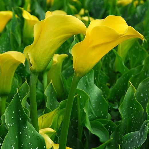 Zantedeschia Elliottiana Golden Calla Lily