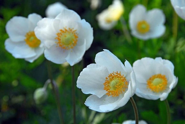 Anemone Coronaria De Caen The Bride
