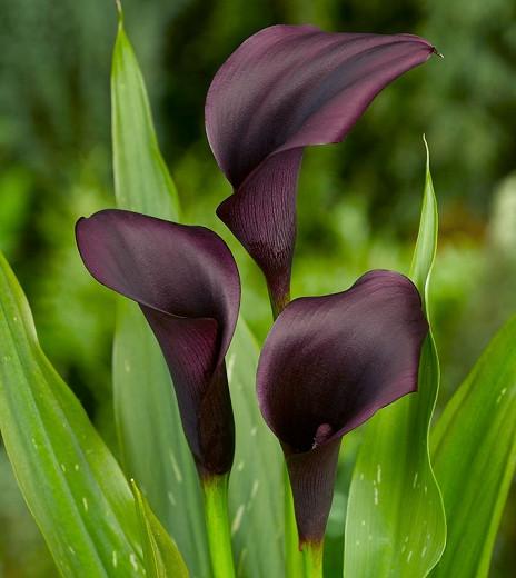 Zantedeschia Odessa Calla Lily