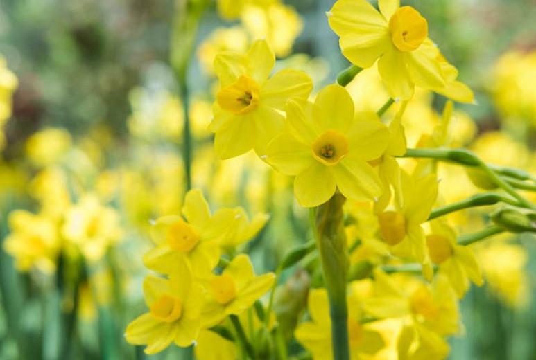 Narcissus Baby Boomer, Daffodil 'Baby Boomer', Jonquil 'Baby Boomer', Jonquil Daffodils, Jonquilla Daffodils, Spring Bulbs, Spring Flowers, spring flowering bulbs