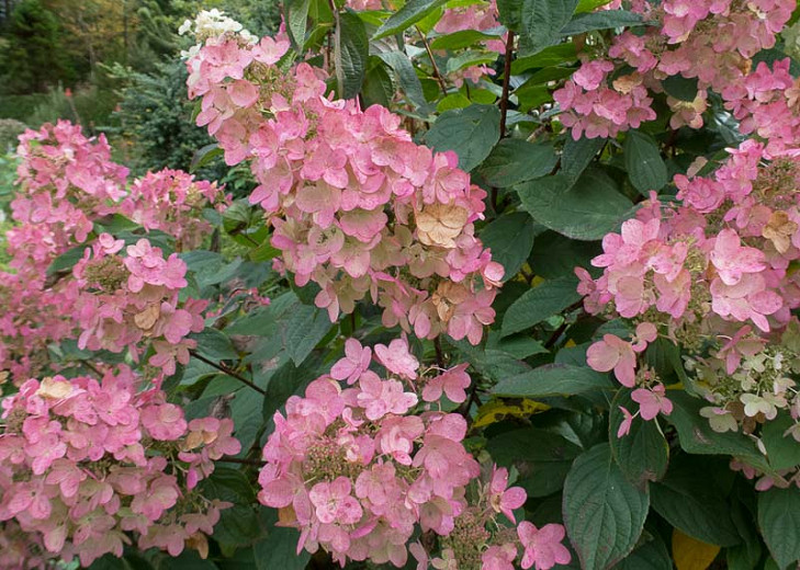 Image of Hydrangea serrata 'Pink Diamond' shrub