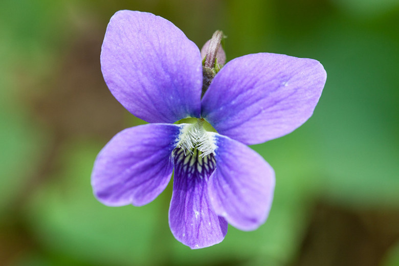 Viola Sororia, Common Blue Violet, Missouri Violet, Hooded Blue Violet, Florida Violet, Meadow Violet, Shade plants, shade perennial, violet flowers, plants for shade