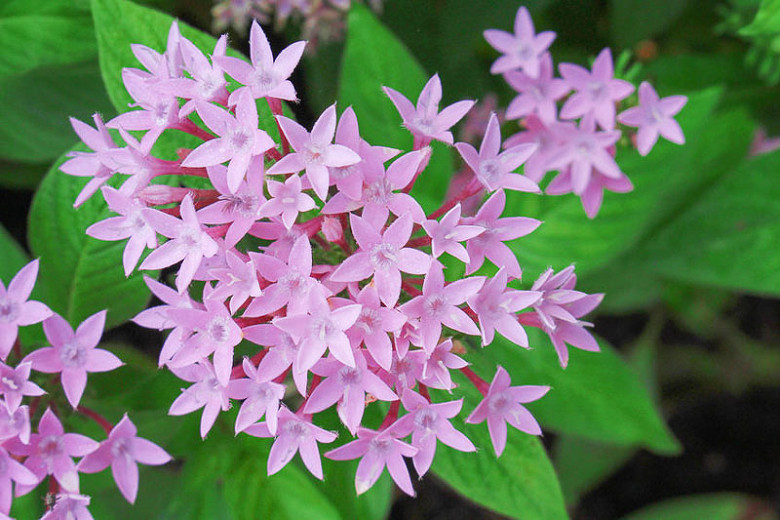Pentas Lanceolata Egyptian Annual Or Perennial White Star Pure In & Out 10 Seeds
