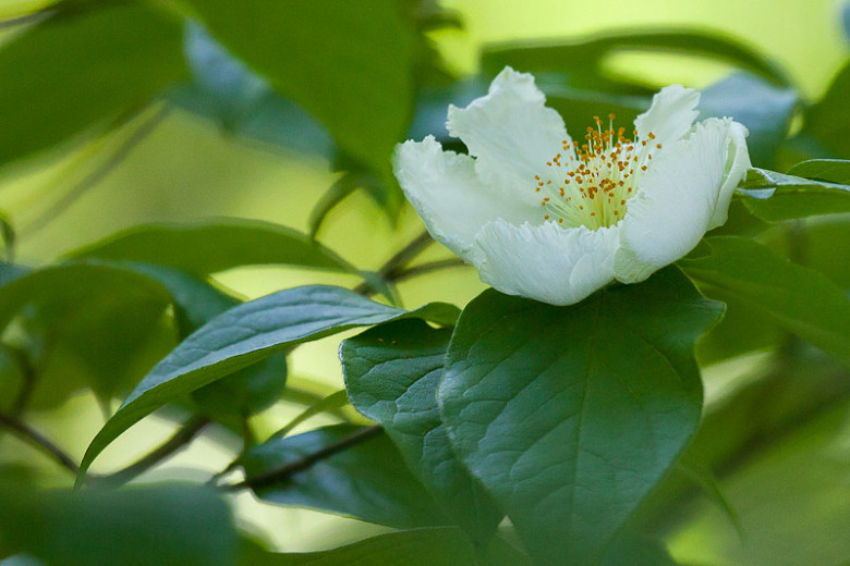 Stewartia ovata, Mountain Camellia, Mountain Stewartia, Malachodendron pentagynum, Stewartia pentagyna, White flowers, fall color, red leaves