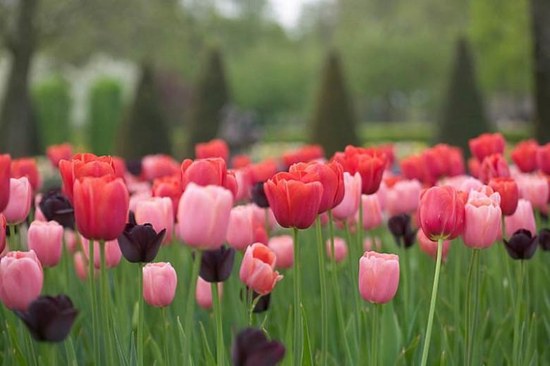Tulipa Queen of Night, Tulip 'Queen Of Night', Single Late Tulip 'Queen Of Night', Single Late Tulips, Spring Bulbs, Spring Flowers, Tulipe Queen of Night, AGM Tulips, Black tulips, bulb combination