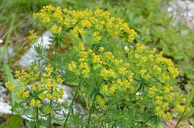 Image of Cypress spurge plant in full bloom