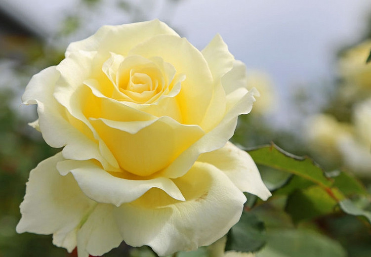 Rosa 'Lily Pons', Rose 'Lily Pons', Hybrid Tea Roses, Shrub Roses, Sub-Zero Series, Yellow Roses, Yellow Flowers