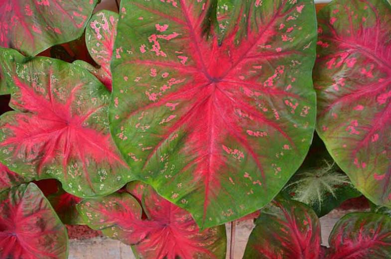 Caladium 'Red Flash', Angel Wings 'Red Flash', Red Flash Caladium, Shade Plant, Red leaves, Red Foliage,Fancy Caladium, Fancy-Leafed Caladium