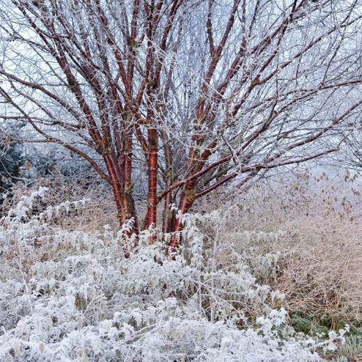 Prunus Serrula Tibetan Cherry