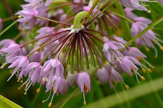 Allium Cernuum, Lady's Leek, Nodding Wild Onion, Purple Garlic, Purple Onion, Summer Bulbs, Summer Flowers, Bulbs for Mediterranean Gardens, Bulbs for Dry Gardens