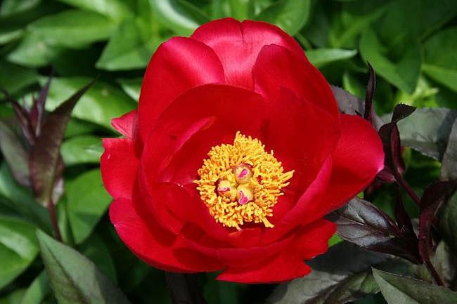 Пион "Burma Ruby"