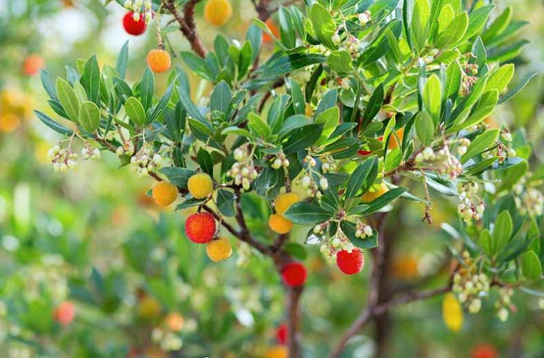 Arbutus unedo,Strawberry Tree, Cane Apple, Dalmatian Strawberry, Killarney Strawberry Tree, Evergreen Shrubs, White flowers, Pink flowers, Red Fruits, Yellow Fruits, drought tolerant flowers, Flowering Tree