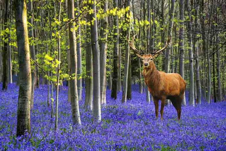 Hyacinthoides Non Scripta English Bluebells