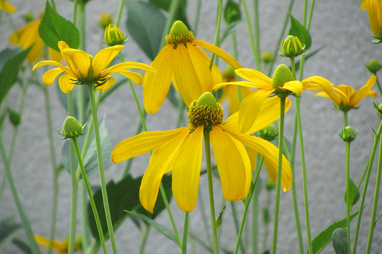 Rudbeckia laciniata (Cutleaf Coneflower)