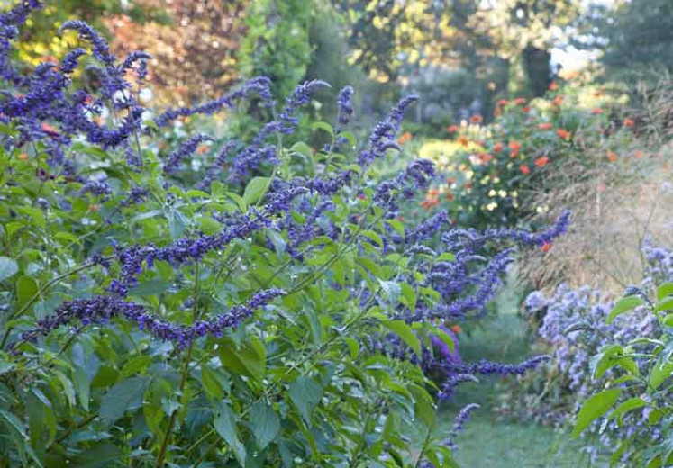 Salvia Indigo Spires, Indigo Spires Sage, Blue perennial, Salvia longispicata, Salvia farinacea, Blue Flowers