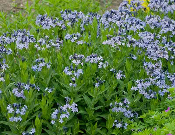Amsonia Tabernaemontana, Blue Star, Willow Amsonia, Blue Dogbane, Willow Blue Star, Blue flowers