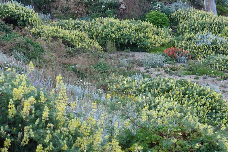 Lupinus arboreus, Yellow Bush Lupine, Bush Lupine, Tree Lupine, Yellow Flowers, Yellow Perennial