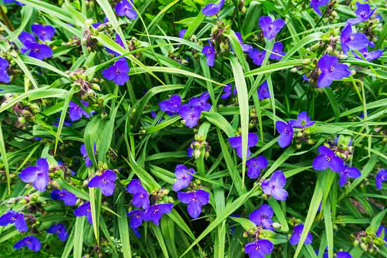 Tradescantia virginiana, Virginia Spiderwort, Spider Lily, Blue Flowers, Purple Flowers