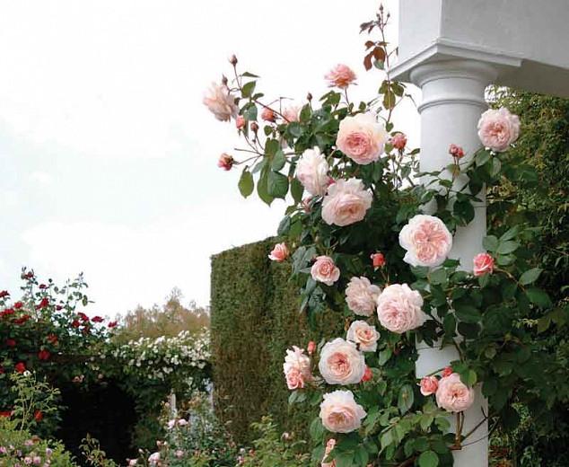21+ A Shropshire Lad Climbing Rose Images