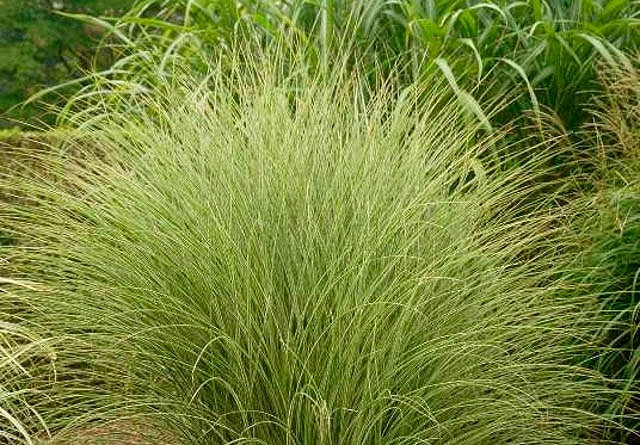 Synlig plade dramatiker Miscanthus sinensis 'Morning Light' (Chinese Silver Grass)