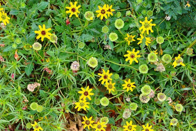Berlandiera lyrata,Chocolate Daisy, Chocolate Flower, Lyreleaf Greeneyes, Green-eyed Lyre Leaf, Fragrant Flowers, Yellow Flowers
