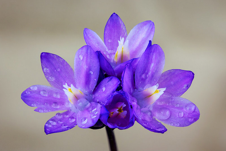 Dichelostemma capitatum, Bluedicks, Blue Dicks, Wild Hyacinth, Dichelostemma pulchella, Dichelostemma pulchellum, Purple Flowers, Blue Flowers