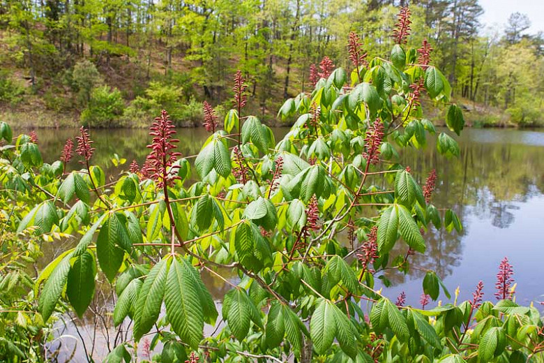 Aesculus pavia, Red Buckeye, Red Horse Chestnut, Red Flowers,