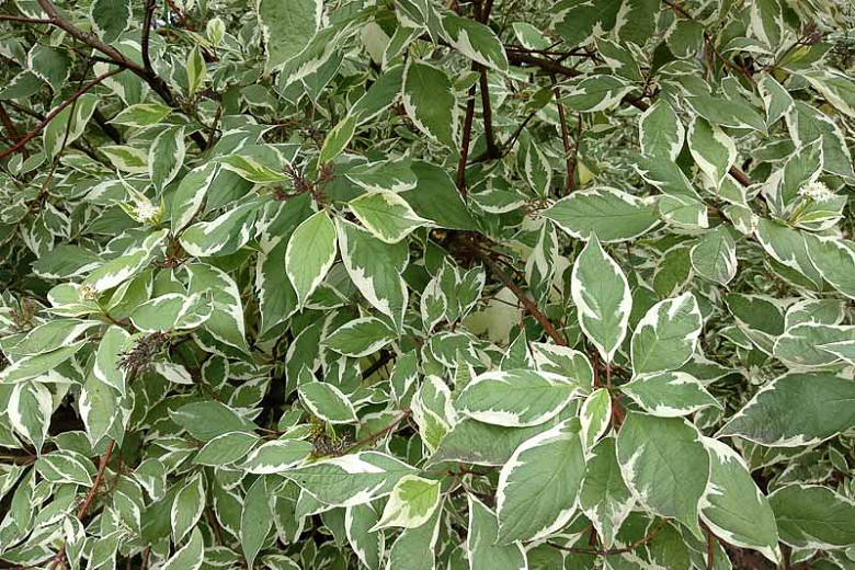 Cornus Alba, Tatarian Dogwood, Red-Barked Dogwood, White Dogwood, Siberian Dogwood, Deciduous Shrubs, Foliage, Fall color, Winter color, shrub with berries
