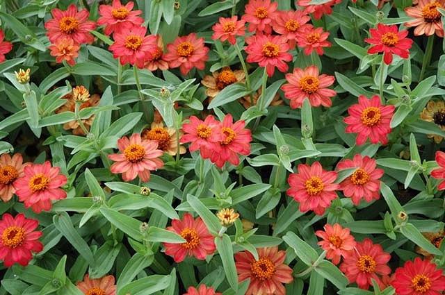 Zinnia Profusion Series