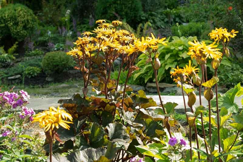 Ligularia dentata 'Desdemona', Leopard Plant 'Desdemona', Perennials, Yellow Flowers