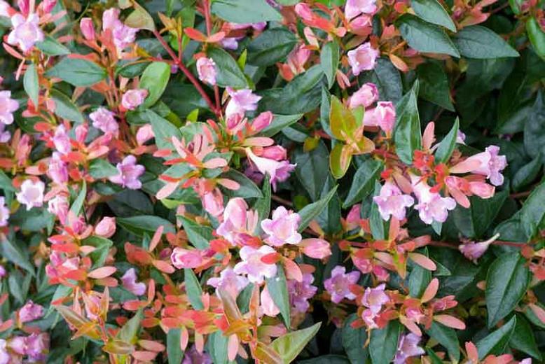 Abelia  Edward Goucher, Glossy Abelia Edward Goucher, semi-evergreen Shrub, Evergreen shrub, Fragrant Shrub, Pink Flowers, White Flowers,
