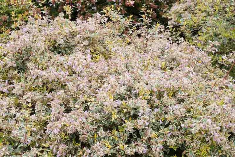 Abelia x grandiflora 'Hopleys', Glossy Abelia 'Hopleys', Abelia 'Miss Lemon', Abelia 'Lemon Zest', semi-evergreen Shrub, Evergreen shrub, Fragrant Shrub, Pink Flowers, White Flowers,