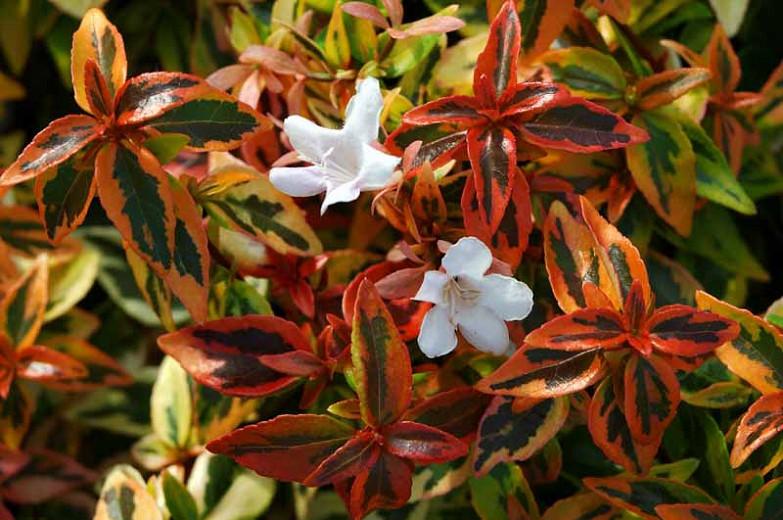 Abelia  grandiflora Kaleidoscope, Glossy Abelia Kaleidoscope, semi-evergreen Shrub, Evergreen shrub, Fragrant Shrub, Pink Flowers, White Flowers, Variegated foliage shrub