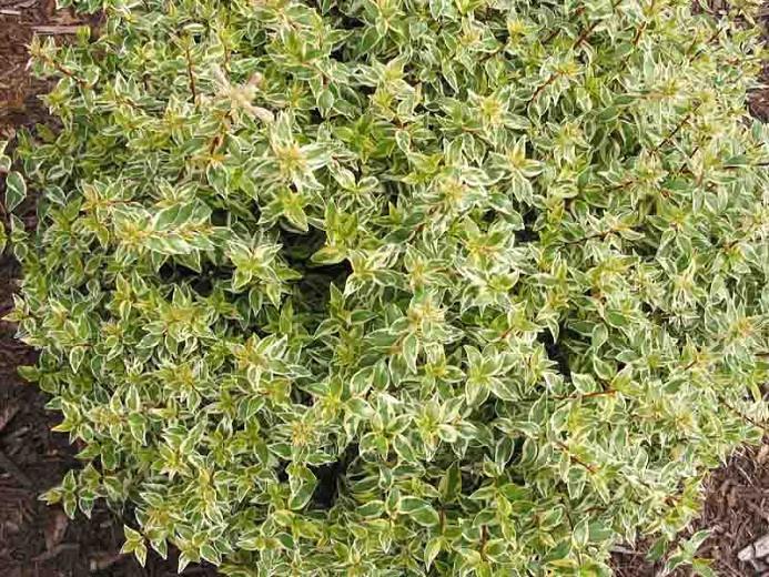 Abelia  grandiflora Radiance, Glossy Abelia Radiance, semi-evergreen Shrub, Evergreen shrub, Fragrant Shrub, Pink Flowers, White Flowers, Variegated foliage shrub