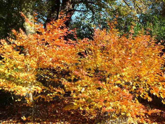 Acer shirasawanum 'Jordan' Moon Maple)