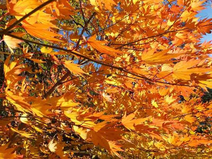 fall, what maple Jordan MN trees turn yellow in