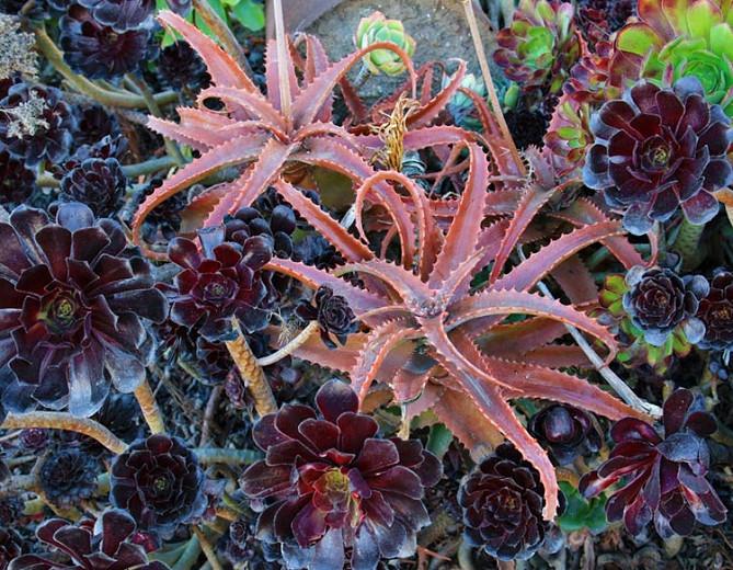 Aloe Cameronii Red Aloe