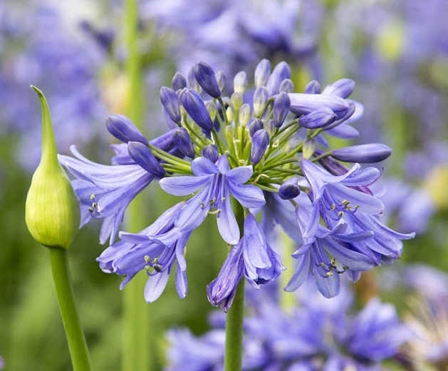 Agapanthus 'Ever Sapphire', African Lily 'Ever Sapphire', Lily of the Nile 'Ever Sapphire', Agapanthus africanus 'Andbin', Blue flower, Blue Agapanthus, Blue African Lily