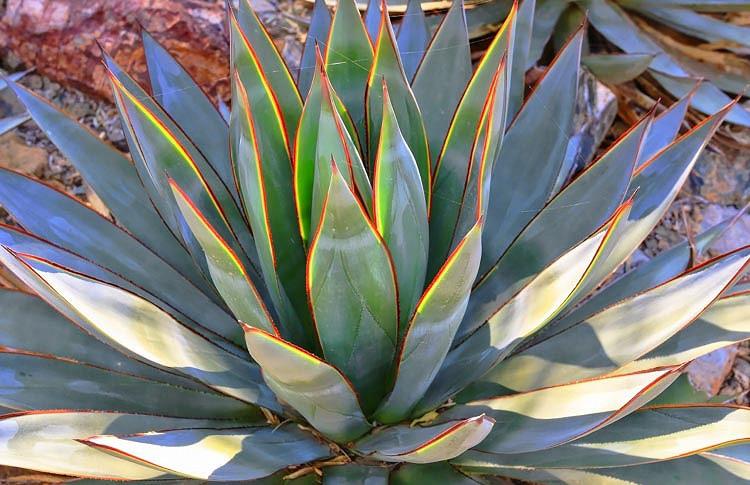 Agave Blue Glow Succulent Plant Medium