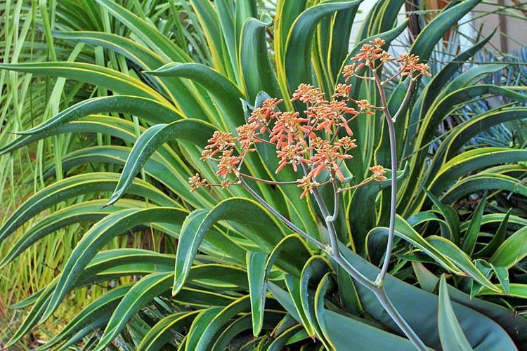 TÌNH YÊU CÂY CỎ ĐV4 - Page 26 Agave%20desmettiana%20%E2%80%98Variegata%E2%80%99%20and%20Aloe%20striata%20inflorescence