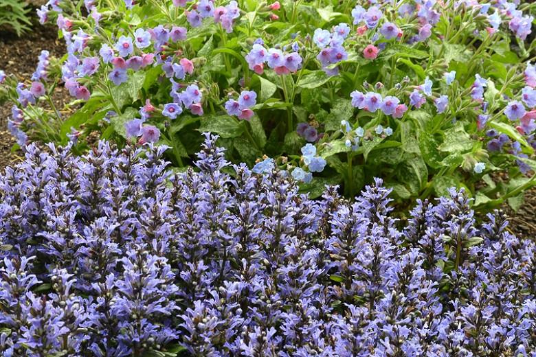 Ajuga Reptans Blueberry In, Is Ajuga A Good Ground Cover