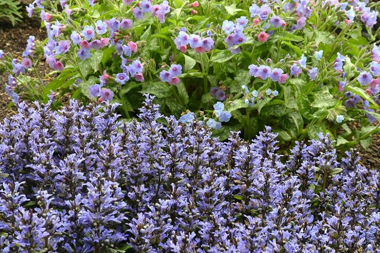 Ajuga Reptans Blueberry In Carpet Bugle Ajuga Reptans Blueberry In, Is Ajuga A Good Ground Cover