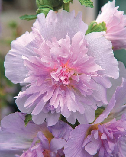 Alcea rosea 'Spring Celebrities Lilac', Hollyhock 'Spring Celebrities Lilac', Tall Perennial, Lilac flowers, Lilac Alcea, Lilac Hollylock, Double Alcea, Lavender Flowers, Lavender Alcea, Lavender Hollyhock